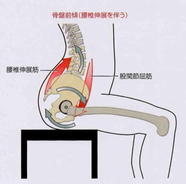 “正しい座り方”と坐骨結節の関係～座るコツを紹介します～