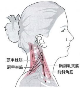 肩こり　頸部　位置関係　１
