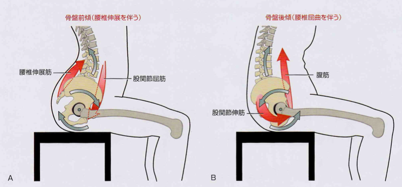 正しい座り方 と坐骨結節の関係 座るコツを紹介します 福岡市の整体 ヨガピラティスならkizukiキヅキ