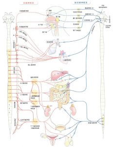 自律神経 解剖