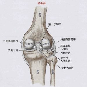 膝靭帯3