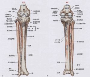 膝靭帯2