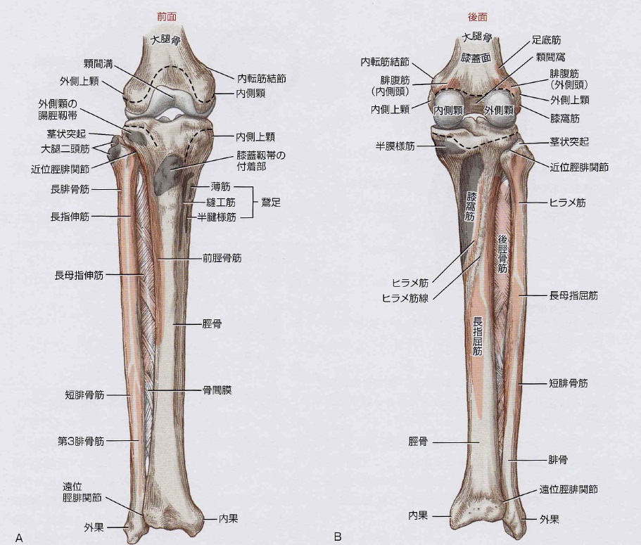 膝を支える靭帯～膝にはどういう靭帯があるのか？～