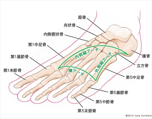 足底筋膜炎にも関連する 足のアーチ構造 福岡市の整体 ヨガピラティスならkizukiキヅキ