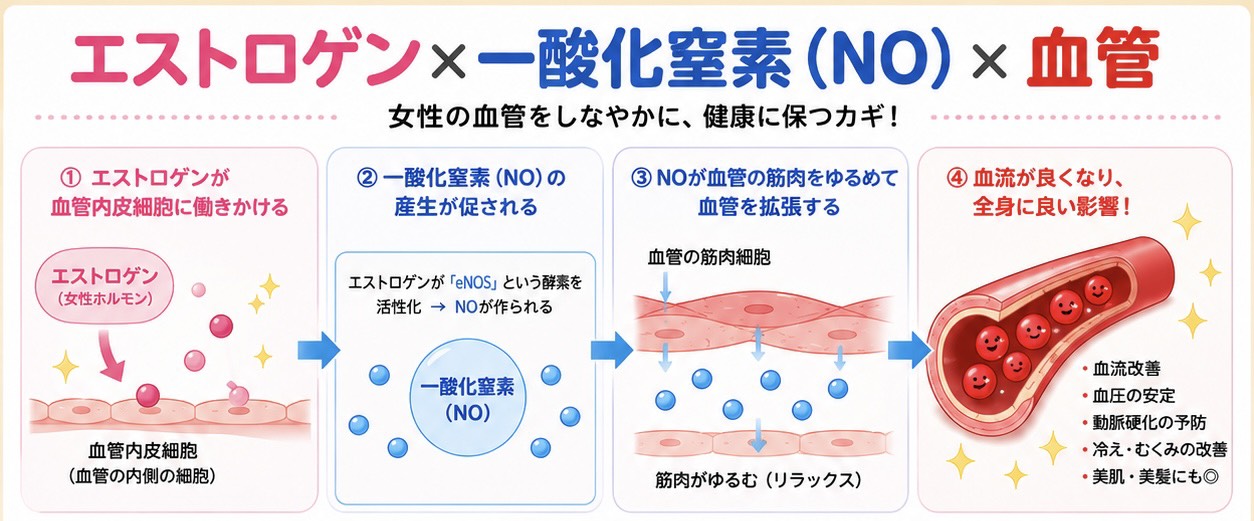 エストロゲンと血管