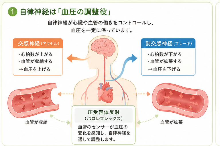 自律神経と血圧